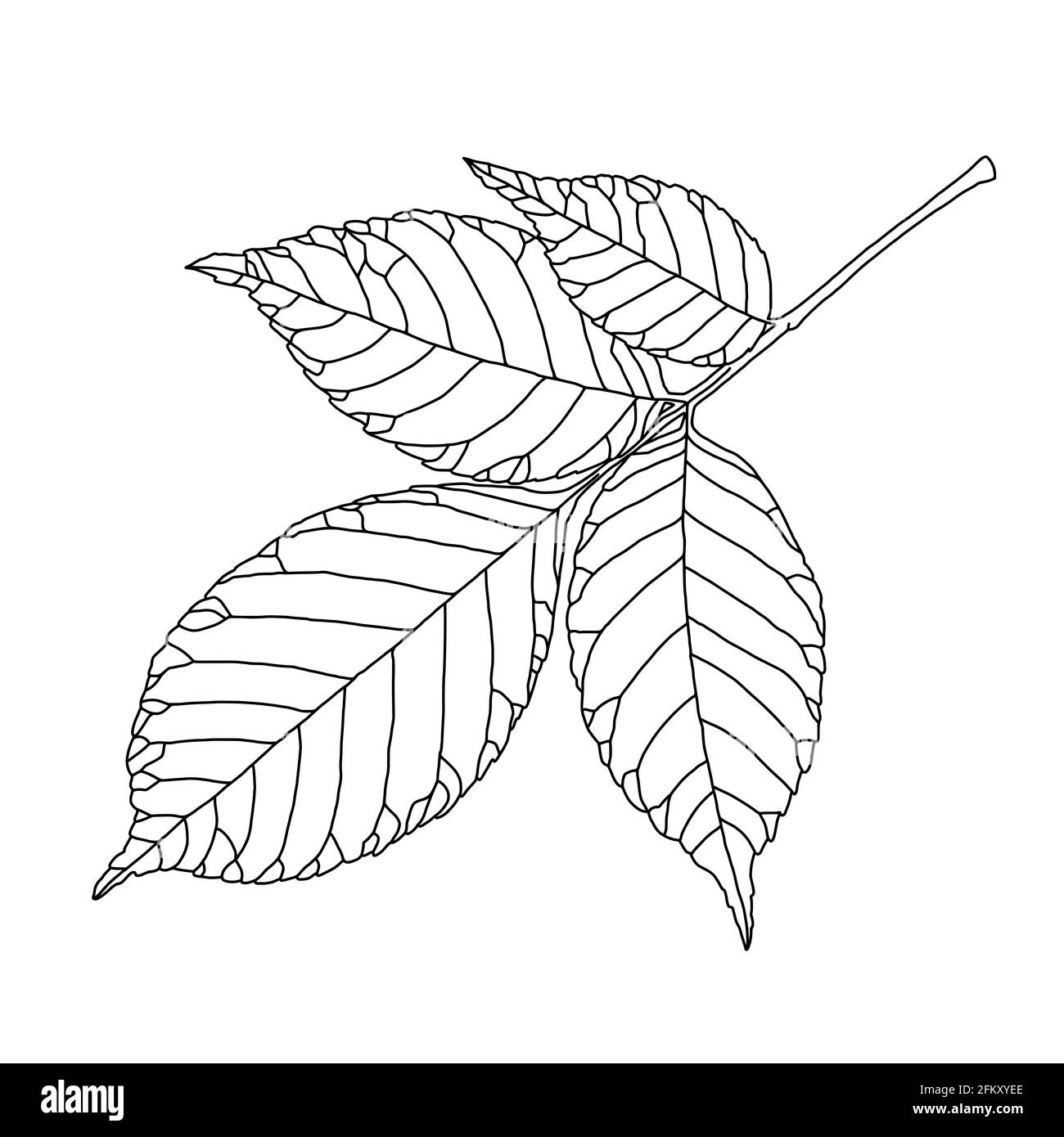 Ash tree leaf line drawing with decorative veining isolated on white background. Vector illustration. Design element for coloring book, card, invitati Stock Vector
