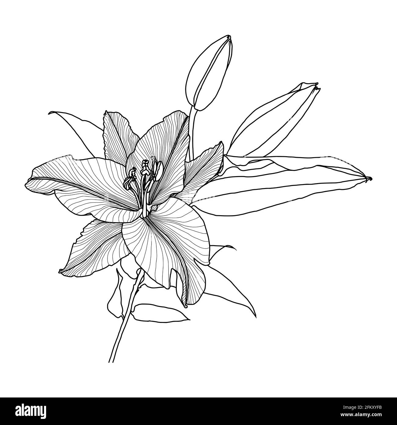 Realistic linear drawing of lilly flower with leaves and buds, black graphics on white background, modern digital art. Element for design. Stock Vector