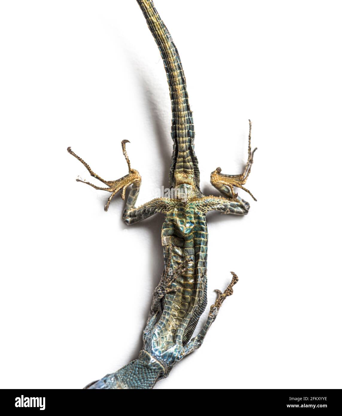 Dead Common wall lizard in state of decomposition Stock Photo