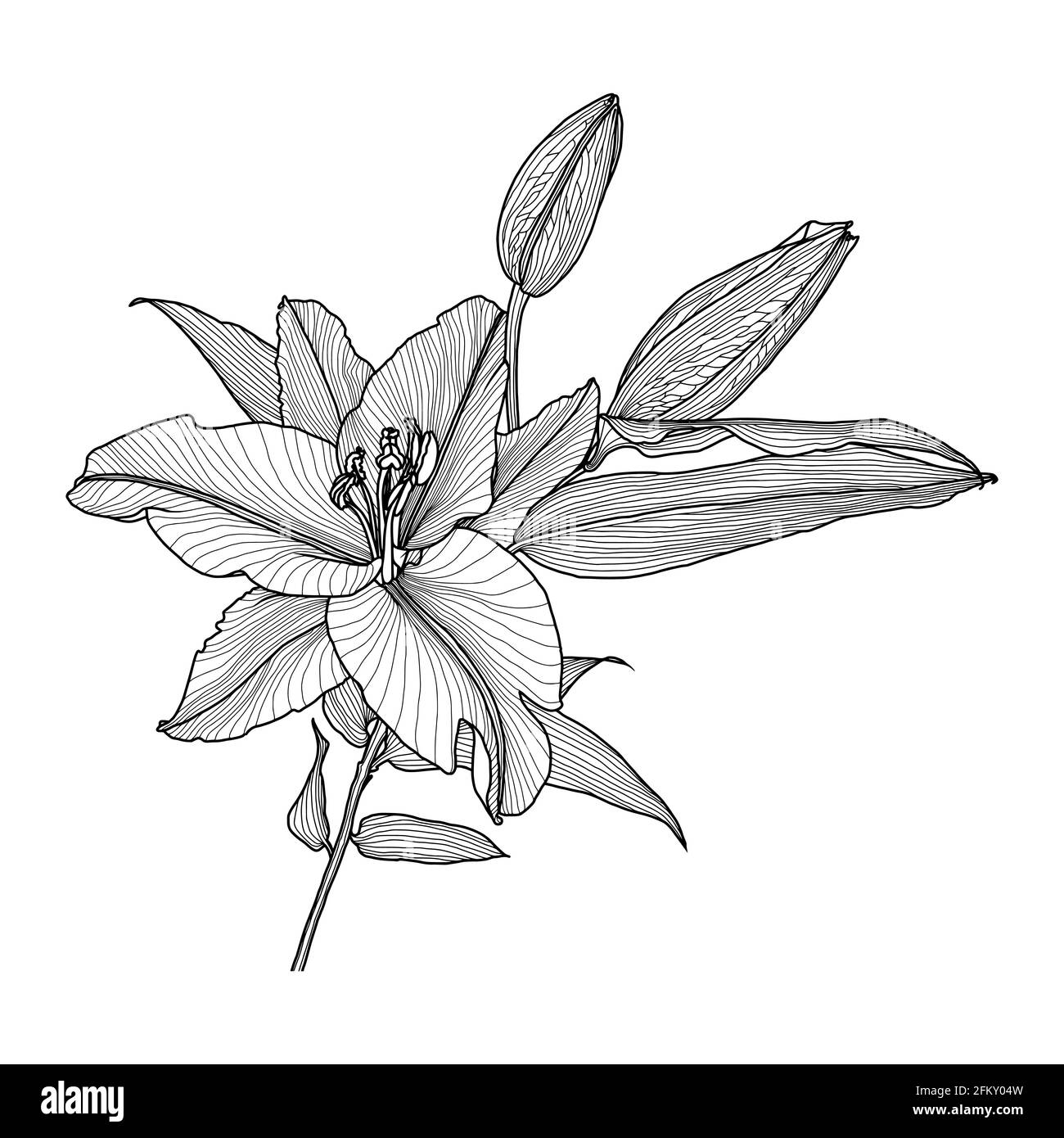 Realistic line drawing of a lily with leaves and buds, black graphics on white background, modern Digital Art. Element for design. Stock Vector