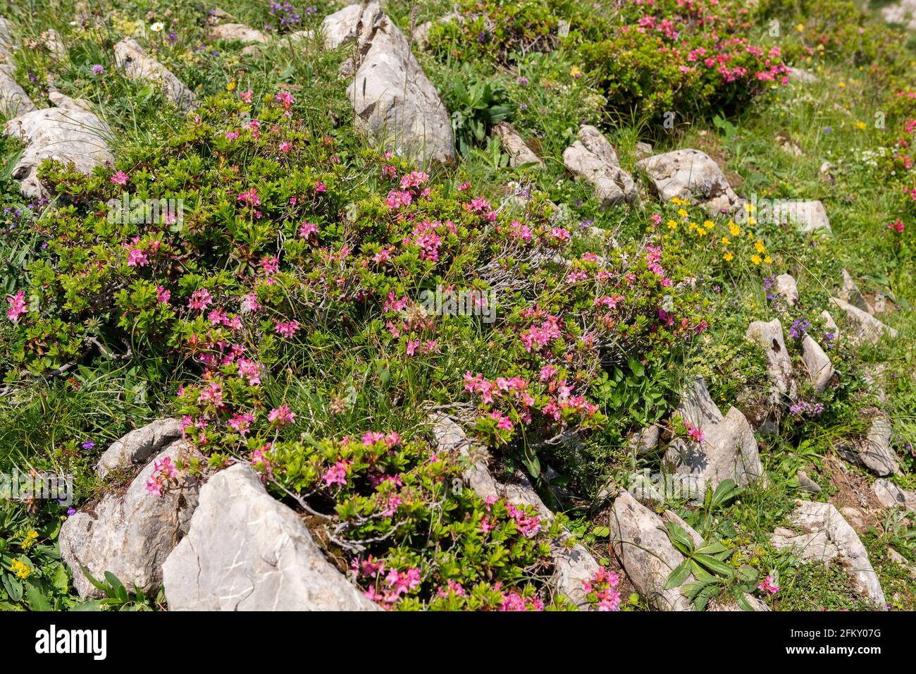 Alpenrose, Rhododendron Stock Photo
