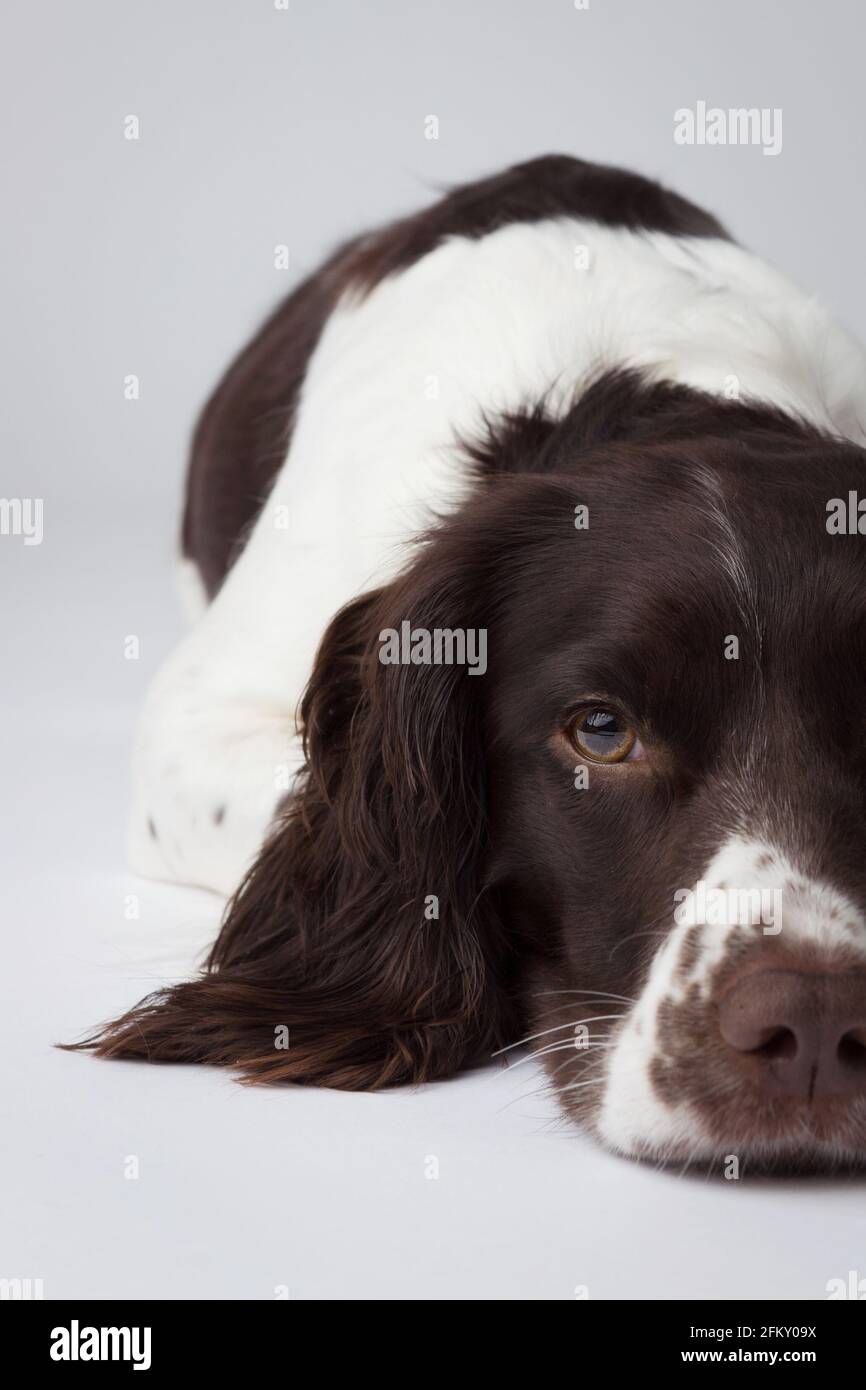 Liver and white english springer spaniel on a white backdrop Stock Photo