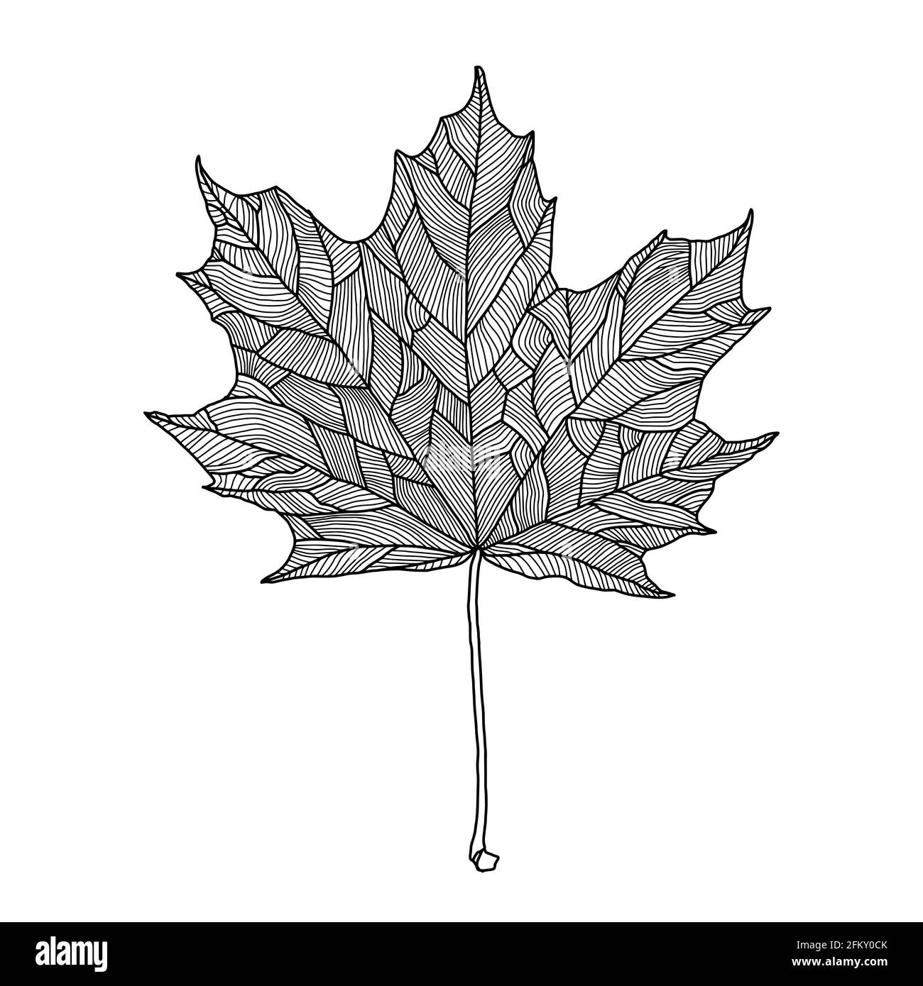 Premium Vector  Hand drawn maple leaf outline maple leaf in line