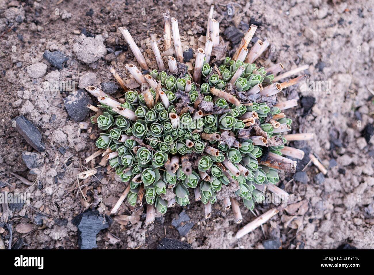 Stonecrop plant is starting to grow after winter, top view Stock Photo