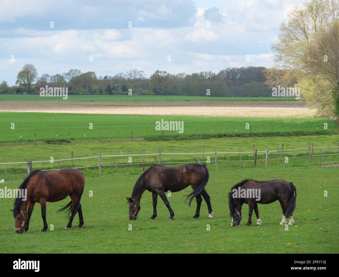 Horses in Westphalia Stock Photo