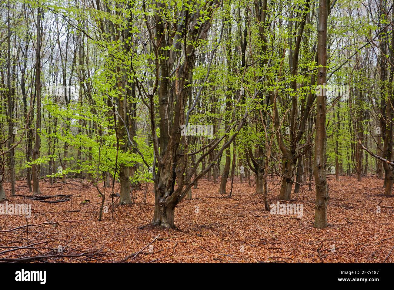 Dead Beech Leaves High Resolution Stock Photography and Images - Alamy