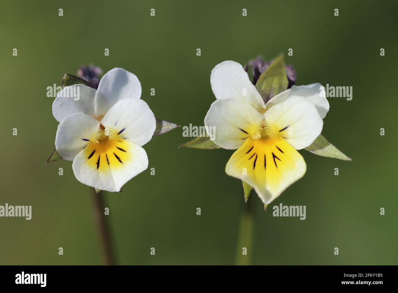 Field Pansy Viola arvensis Stock Photo