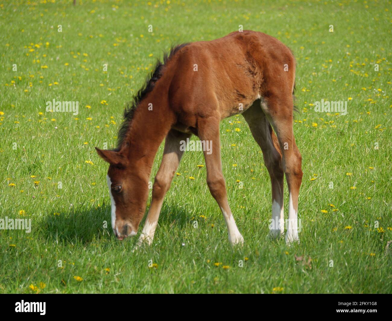 Horses in Westphalia Stock Photo