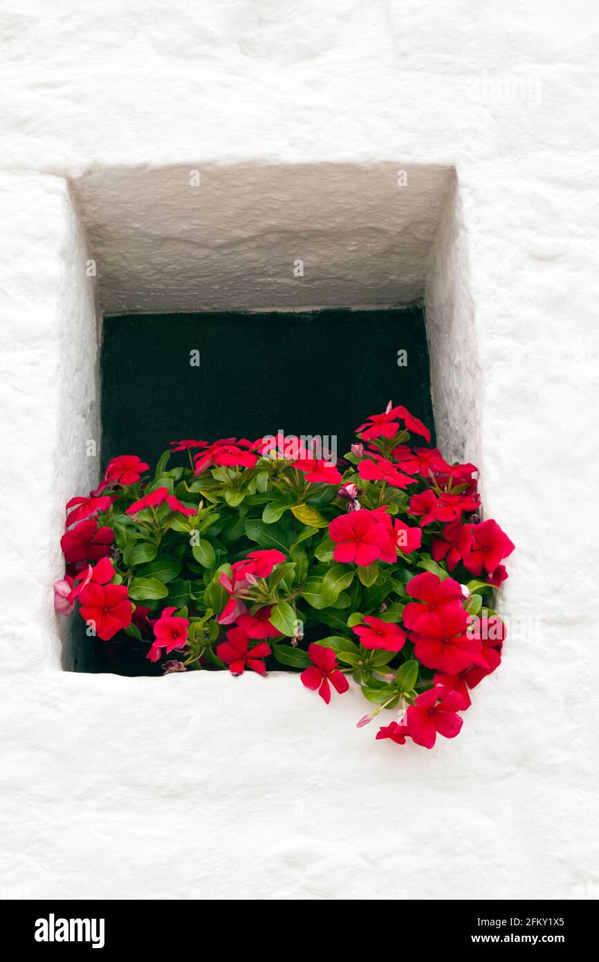Vibrant red busy lizzie flowers in a concave window in whitewash building . Stock Photo