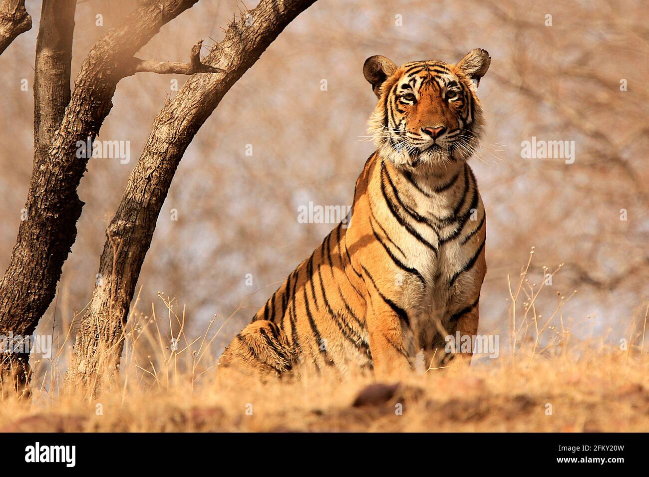 Bengal Tiger In Ranthambore National Park In Rajasthan India Stock Bengal Tiger In Ranthambore National Park In Rajasthan India Stock