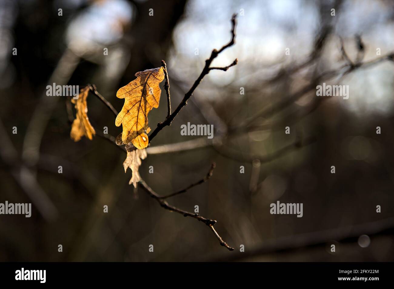 Withered leaves on a branch lit by the sun Stock Photo - Alamy