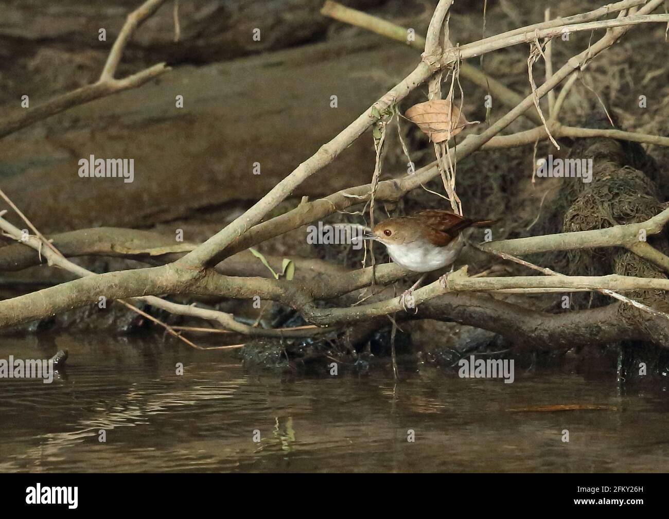 White-chested Babbler (Trichastoma rostratum rostratum) adult on fallen branch by river  Way Kambas NP, Sumatra, Indonesia         June Stock Photo