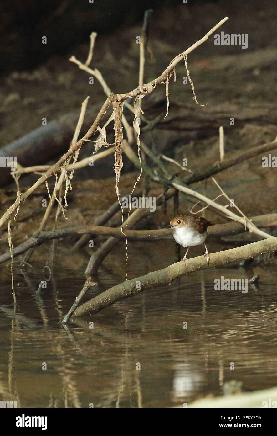 White-chested Babbler (Trichastoma rostratum rostratum) adult on fallen branch by river  Way Kambas NP, Sumatra, Indonesia         June Stock Photo