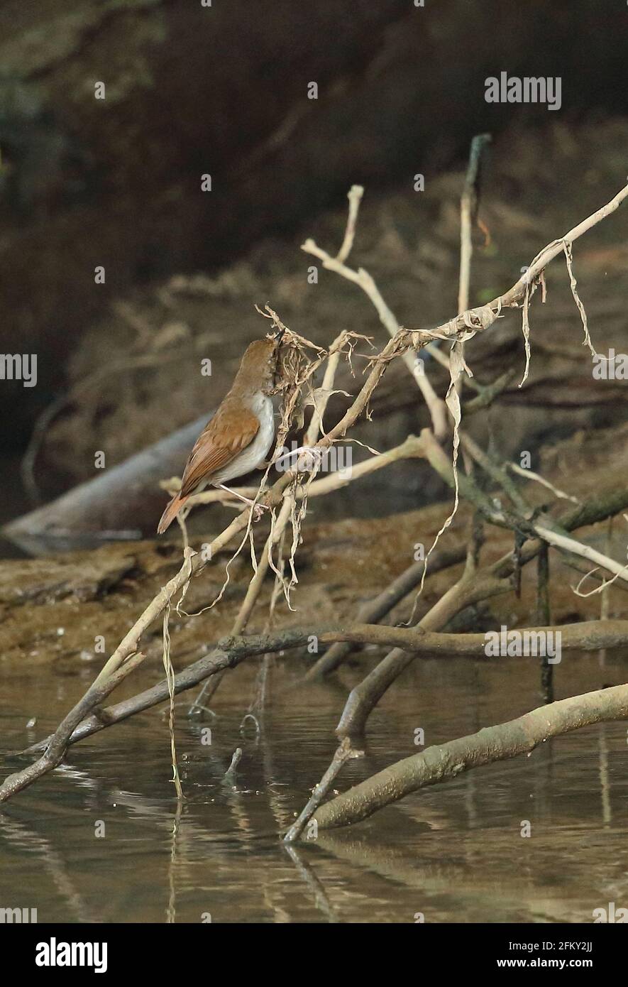 White-chested Babbler (Trichastoma rostratum rostratum) adult on fallen branch by river collecting nest material Way Kambas NP, Sumatra, Indonesia Stock Photo