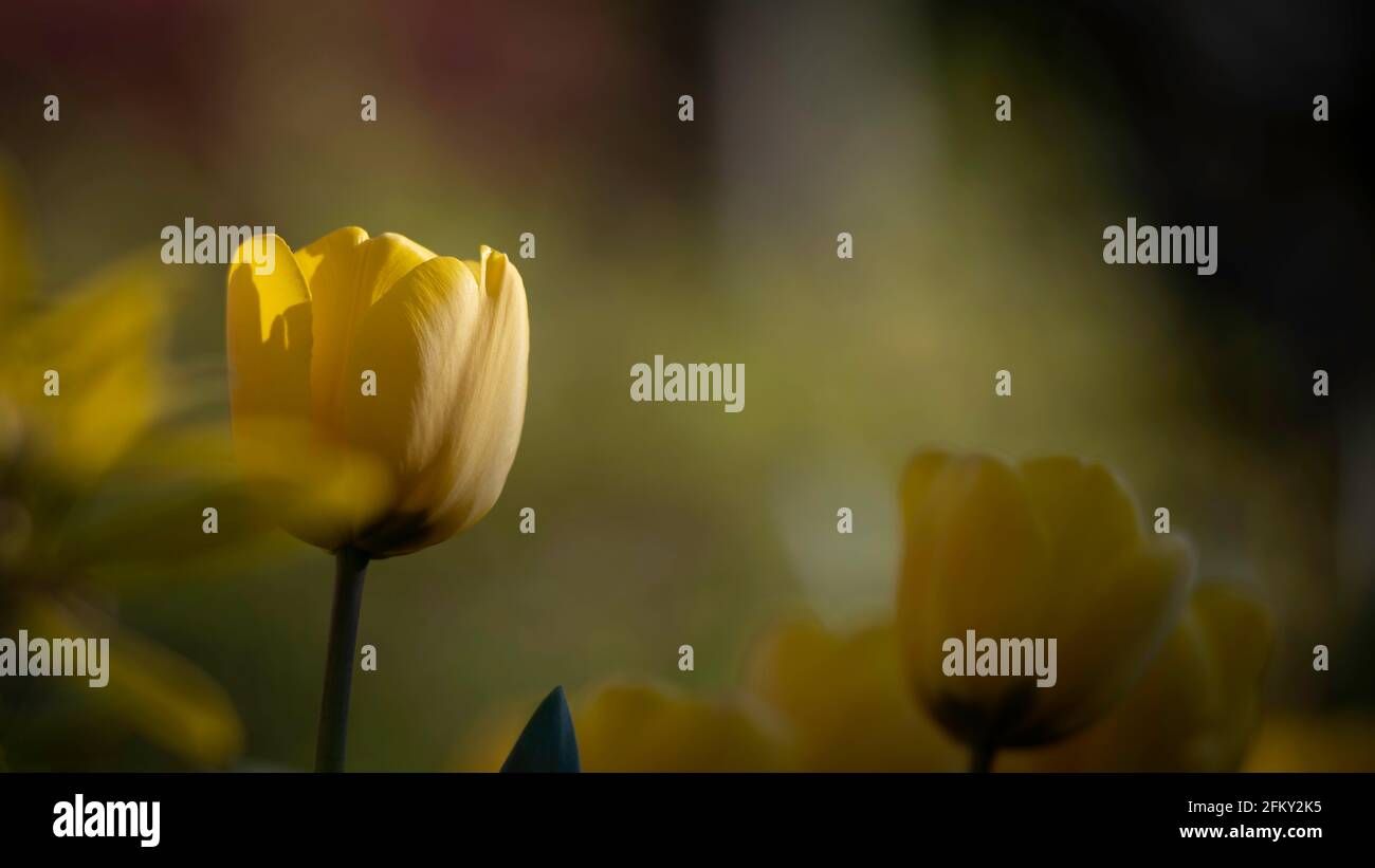 Yellow tulips in a garden. A close up with a colourful blurred ...