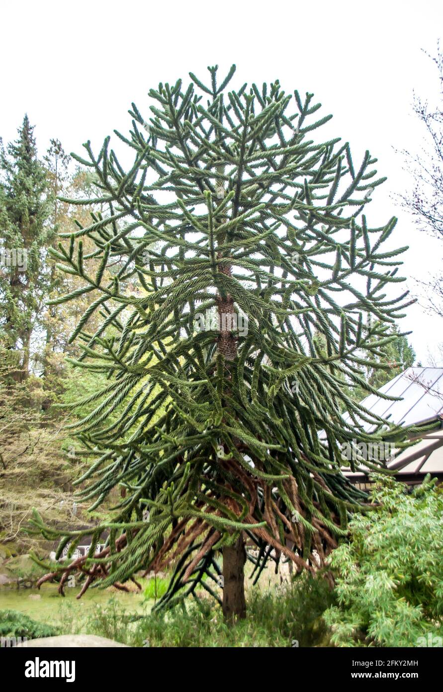 Chilean araucaria tree growing in a park in Germany Stock Photo