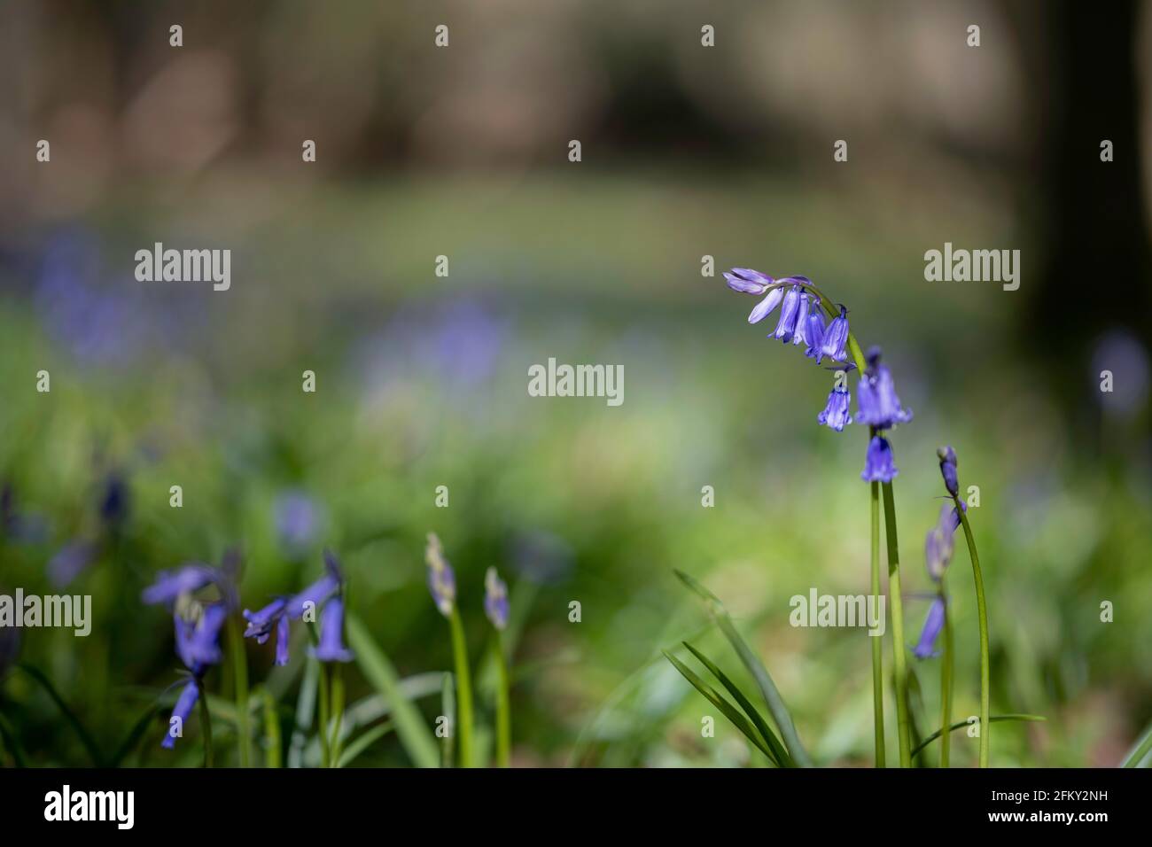 bluebells in spring, Danbury, Essex, England, United Kingdom. Close up with blurred background of woodland ecology in its natural relaxing environment Stock Photo