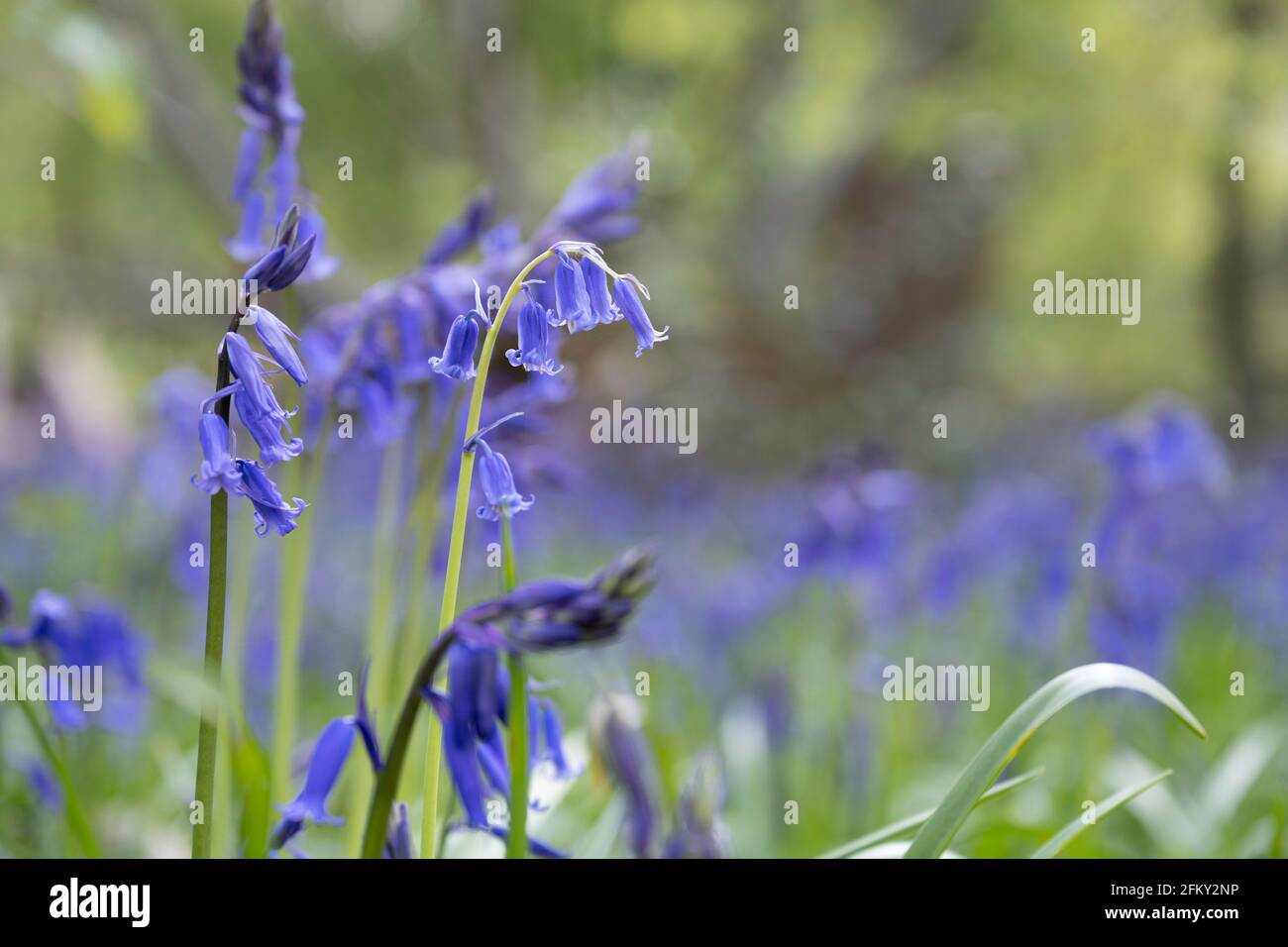 bluebells in spring, Danbury, Essex, England, United Kingdom. Close up with blurred background of woodland ecology in its natural environment Stock Photo