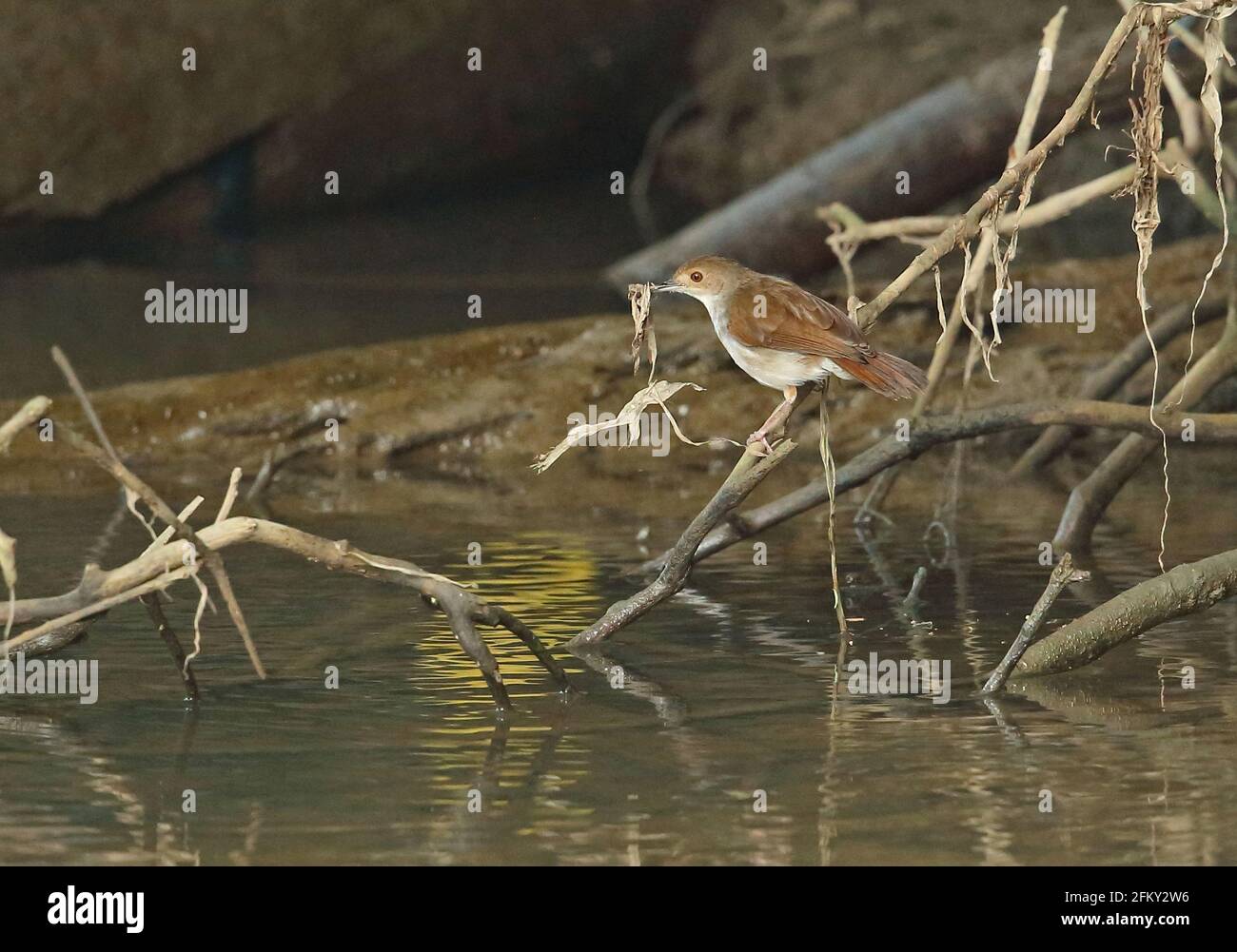 White-chested Babbler (Trichastoma rostratum rostratum) adult on fallen branch by river collecting nest material Way Kambas NP, Sumatra, Indonesia Stock Photo