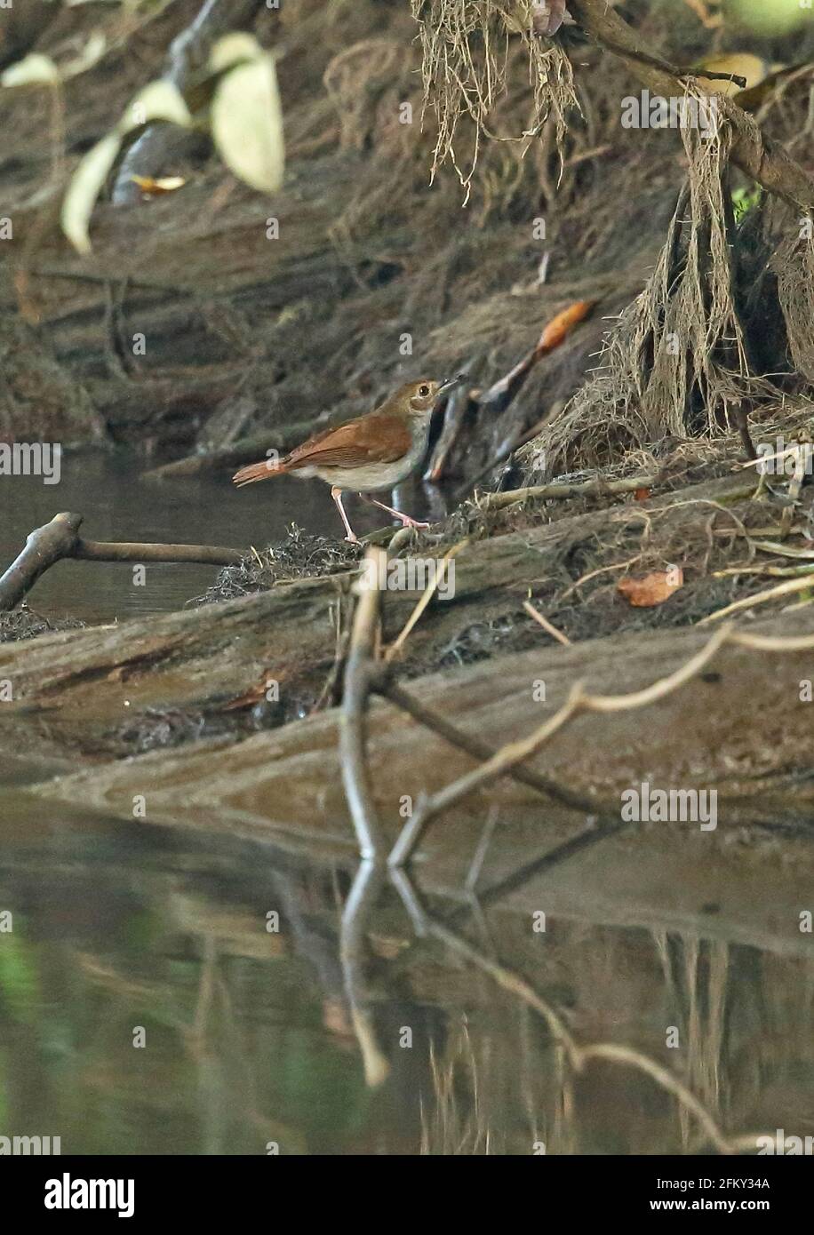 White-chested Babbler (Trichastoma rostratum rostratum) adult on fallen branch by river eating insect prey Way Kambas NP, Sumatra, Indonesia         J Stock Photo