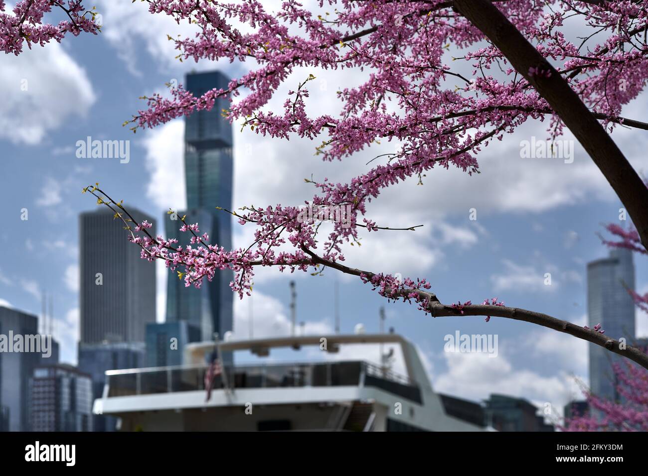 boughs of flowering tree in foreground with Chicago skyline in the