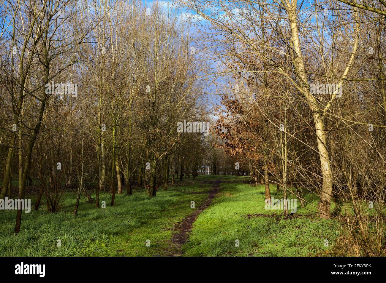 Path in a park in the italian countryside in winter Stock Photo