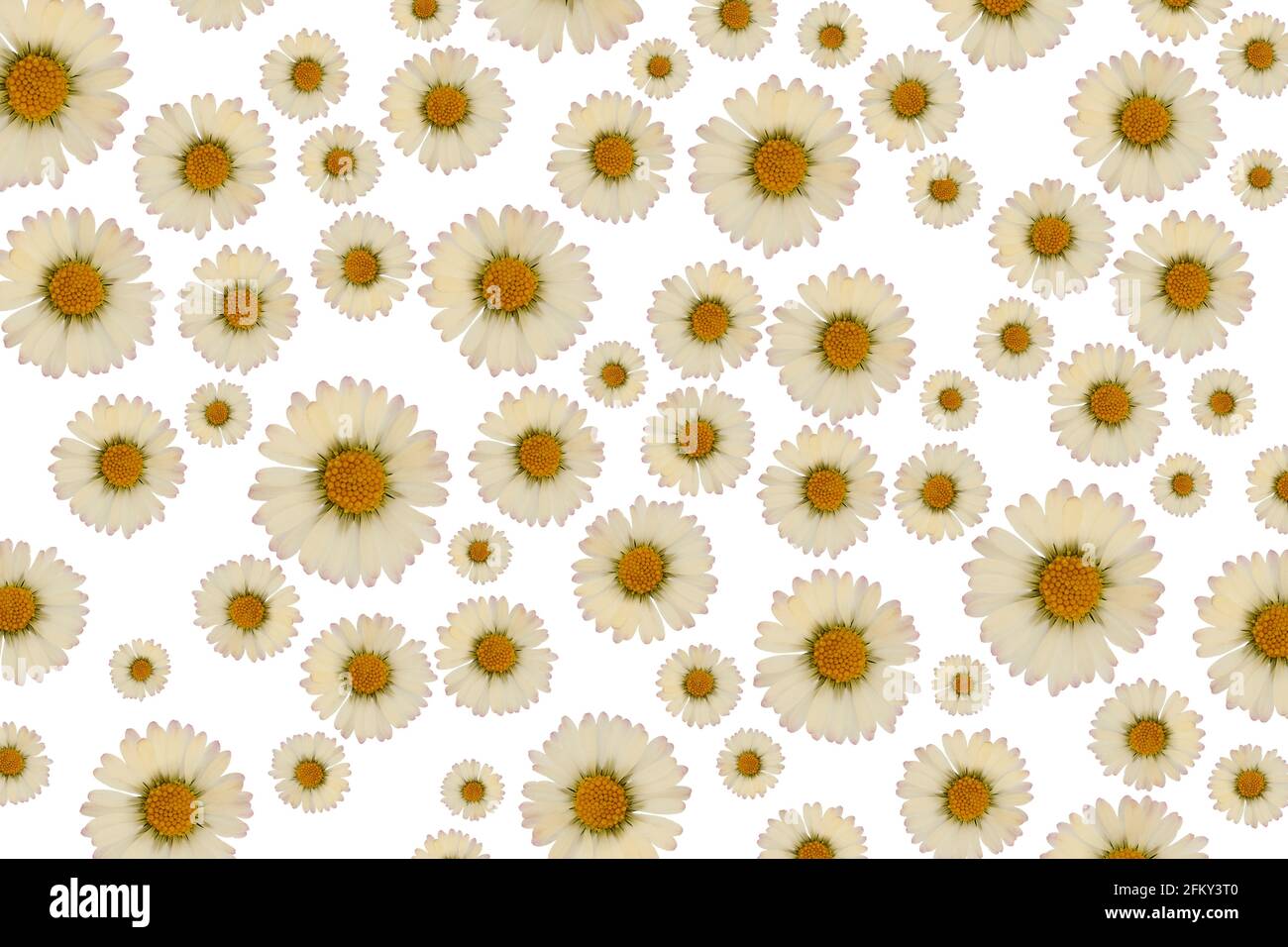Seamless pattern with yellow flowers Stock Photo