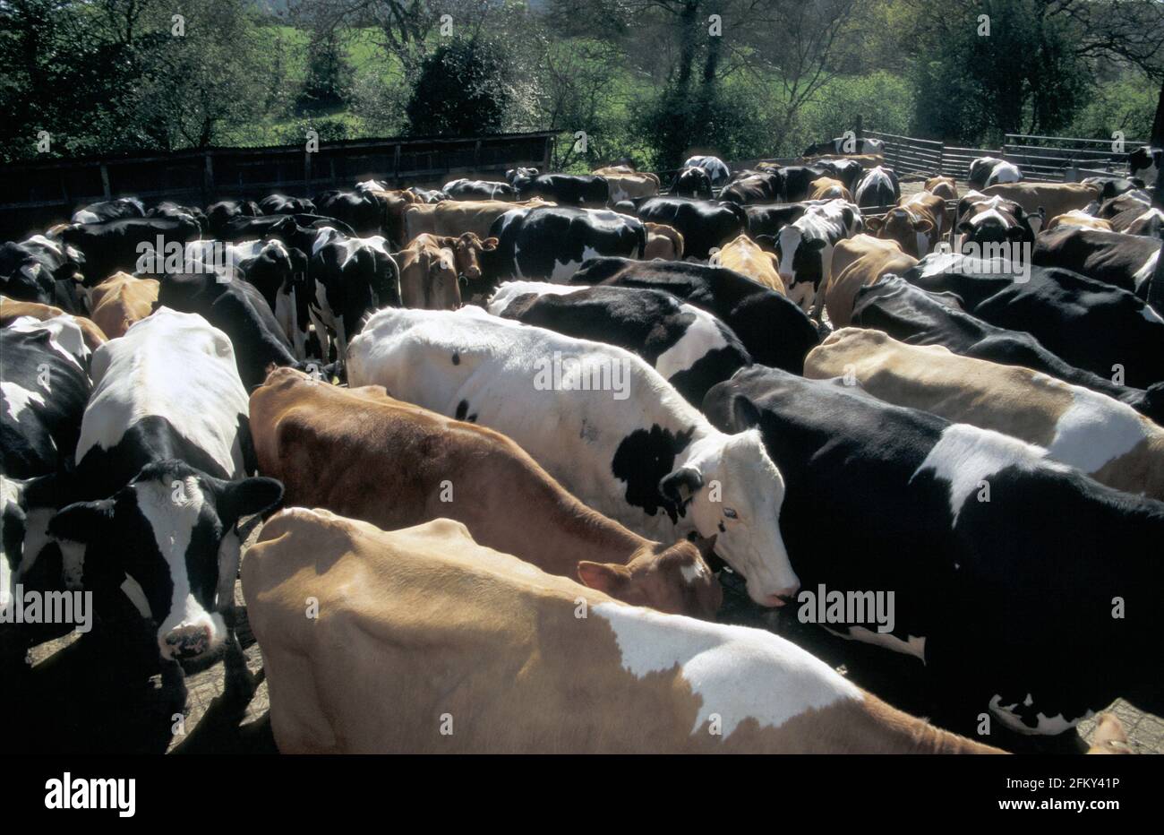 Cairy cows being herded into barn, UK Stock Photo
