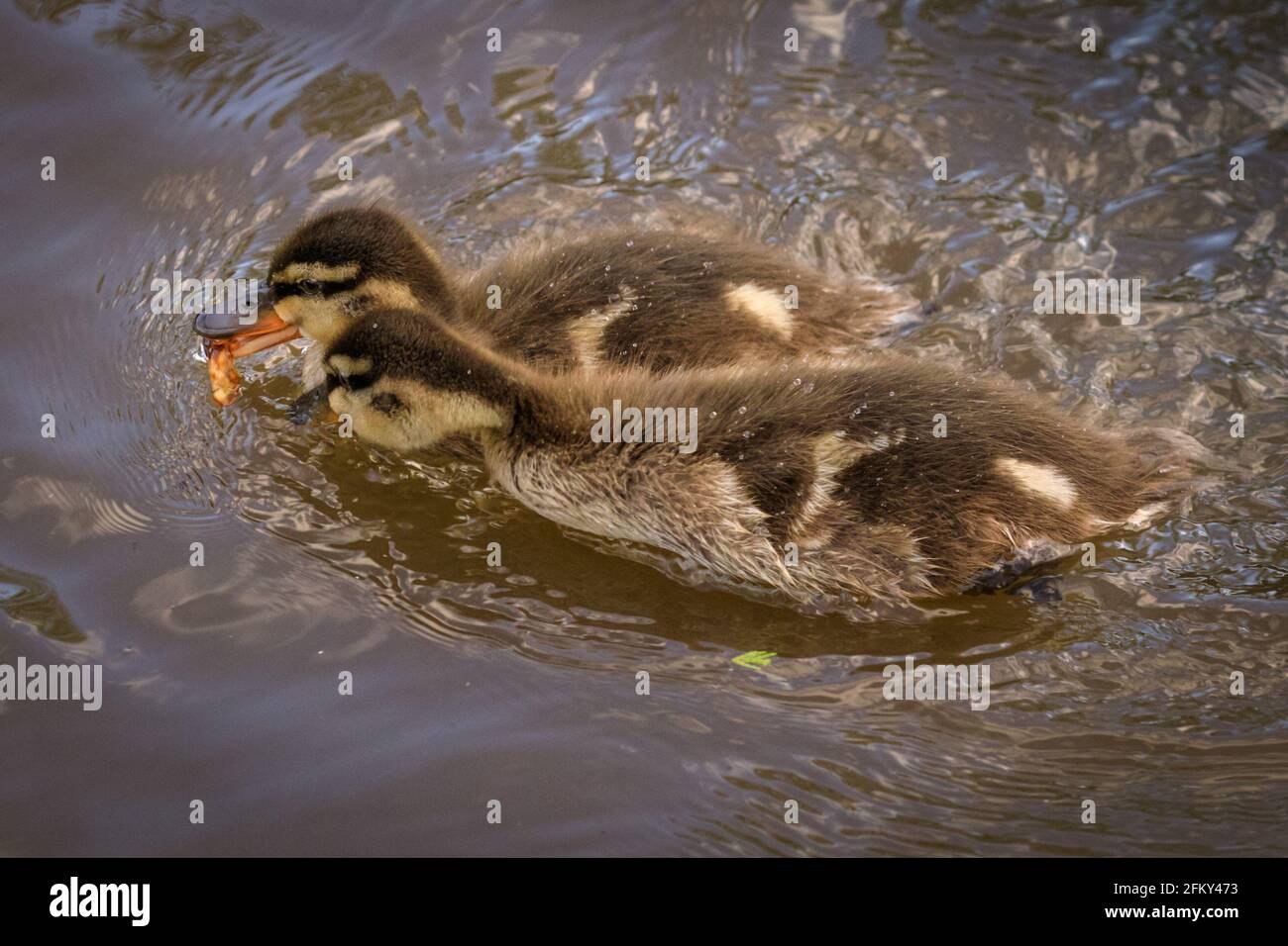 Haltern, NRW, Germany. 04th May, 2021. All ducklings have survived the recent storms and are happily hunting for breadcrumbs. A male mandarin duck (Aix galericulata) and mallard hen (Anas platyrhynchos) patiently look after 12 ducklings together. They have been spotted looking after a lively brood of 12 ducklings for several days, but it is unclear if the mandarin has fathered the duckings or adopted the brood. I Credit: Imageplotter/Alamy Live News Stock Photo