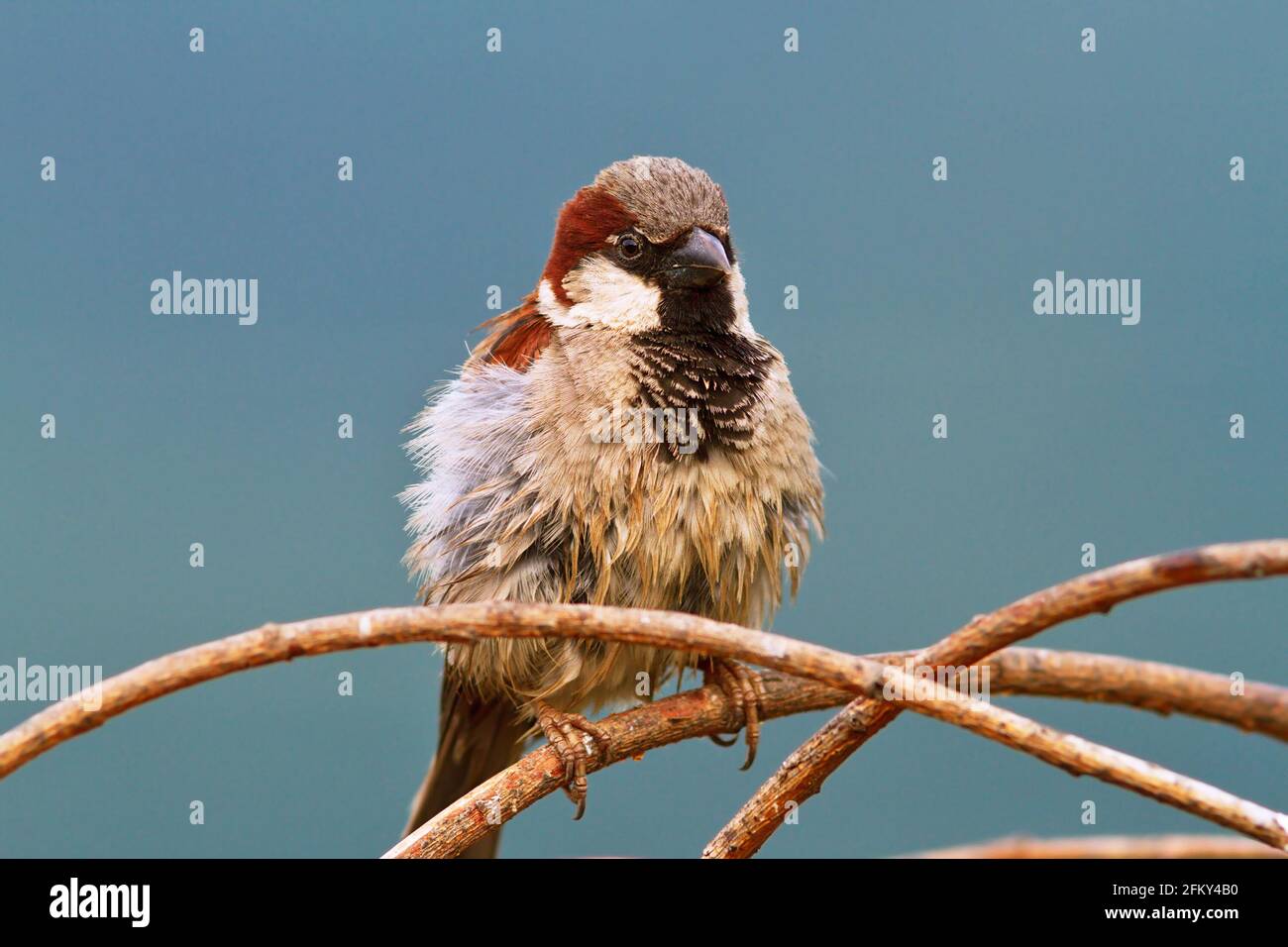 male house sparrow close up (Passer domesticus); bird perched on a branch Stock Photo
