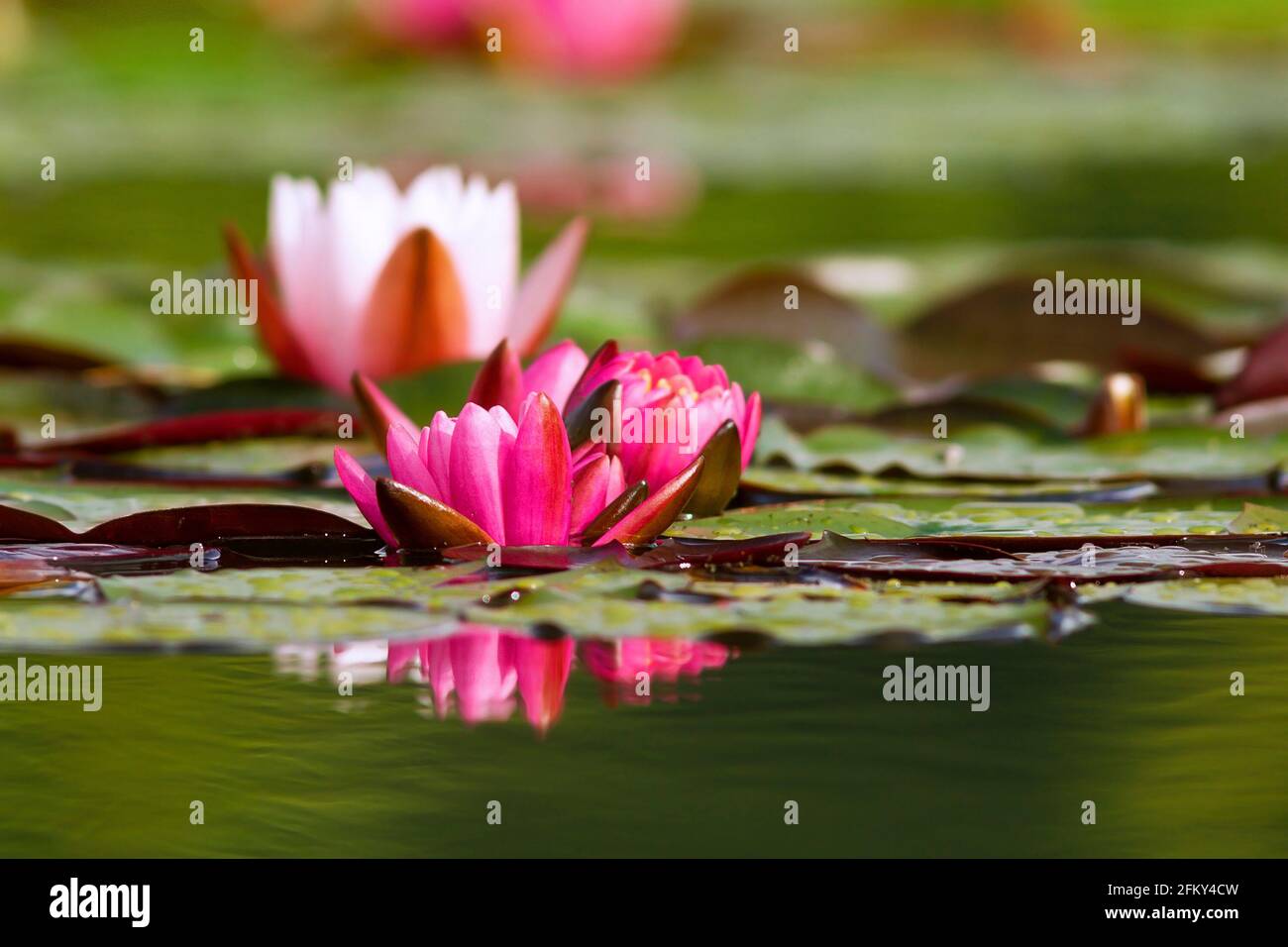 pink water lily on pond, colorful plant in full bloom Stock Photo