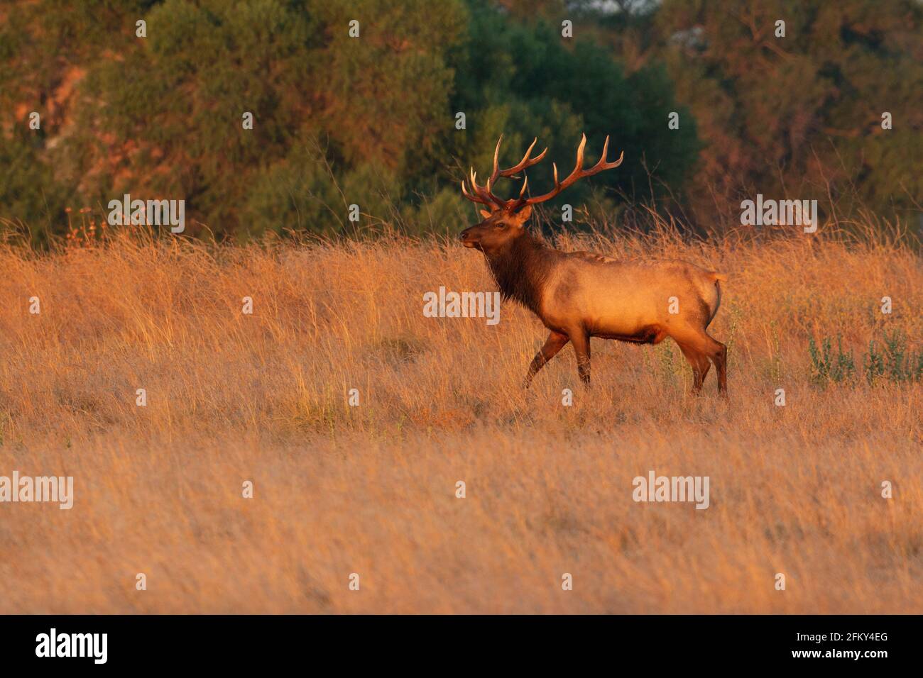 Tule elk bull with massive antlers, Cervus canadensis nannodes, San Joaquin Valley, San Luis National Wildlife Refuge, Merced County, California Stock Photo
