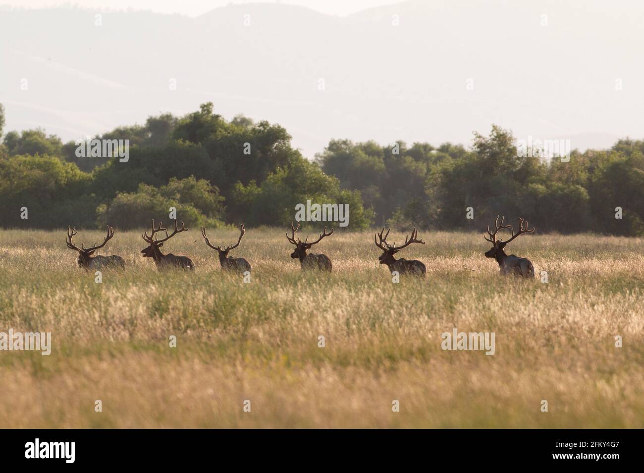Tule Elk Bulls in riparian grassland, Cervus canadensis nannodes, San Joaquin Valley, San Luis National Wildlife Refuge, Merced County, California Stock Photo