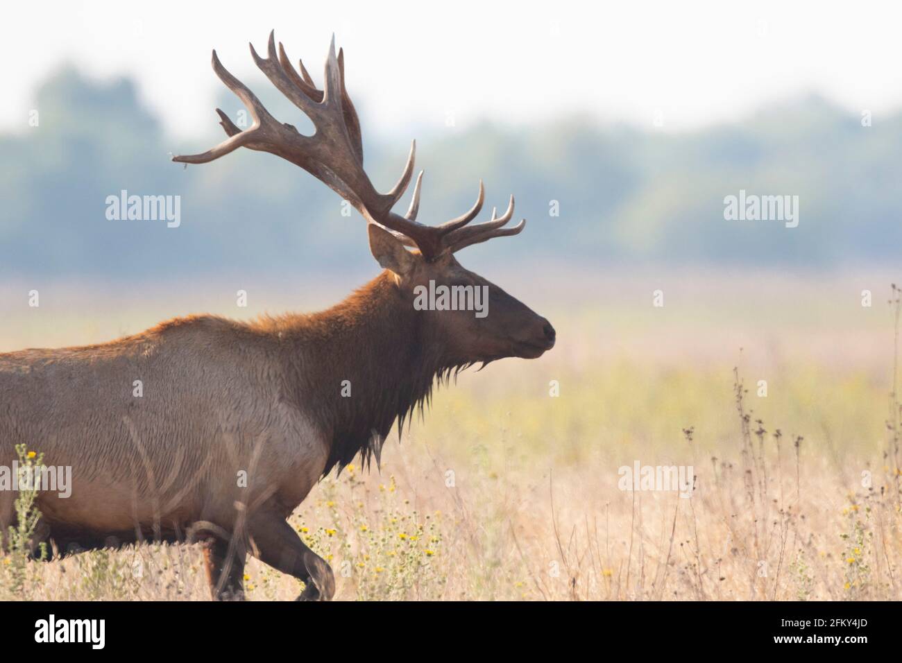 Tule Elk Bull with multi-point antlers, Cervus canadensis nannodes, San Joaquin Valley, San Luis National Wildlife Refuge, Merced County, California Stock Photo