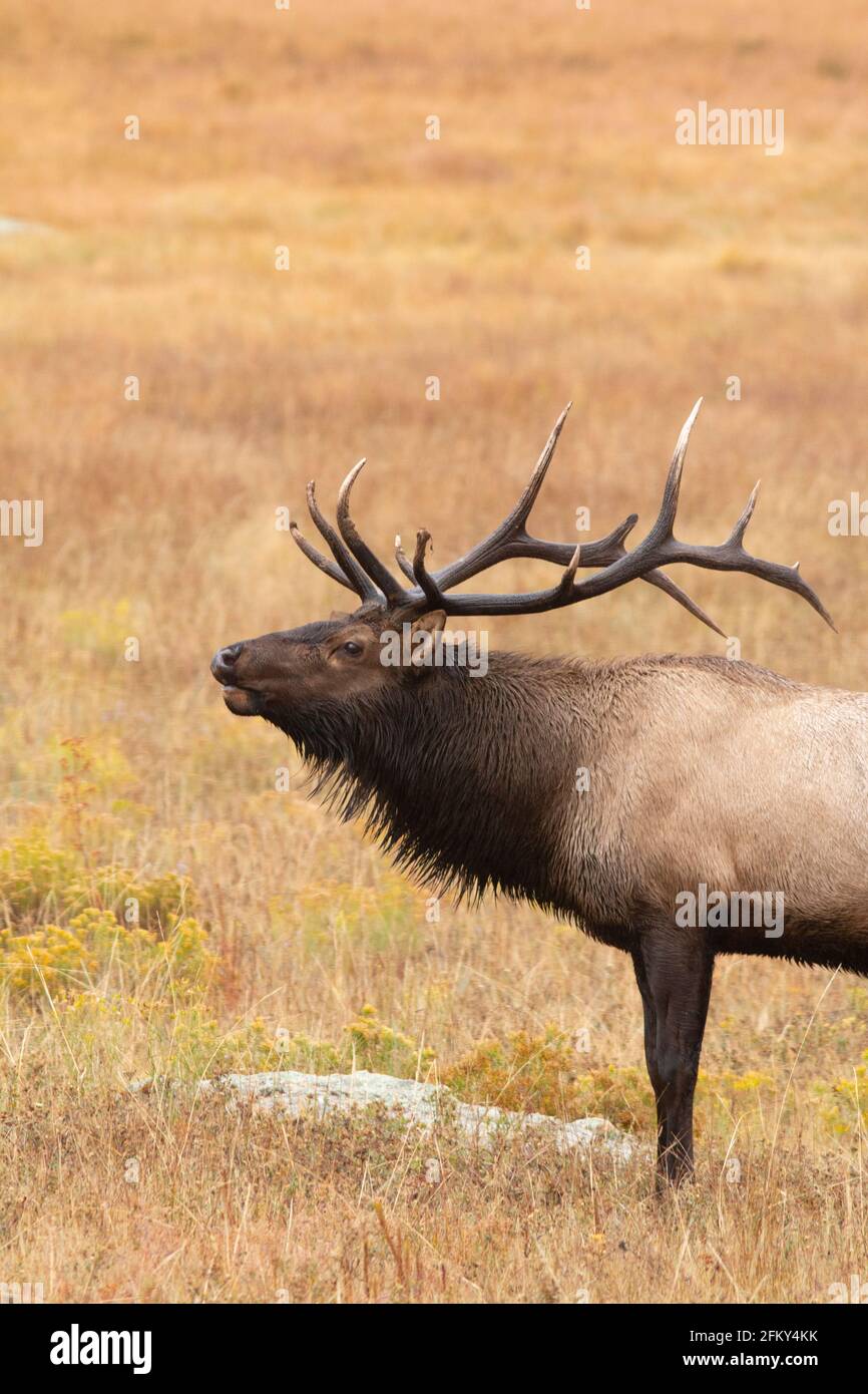 Rocky Mountain Bull Elk, Cervus canadensis, rutting season, bugling