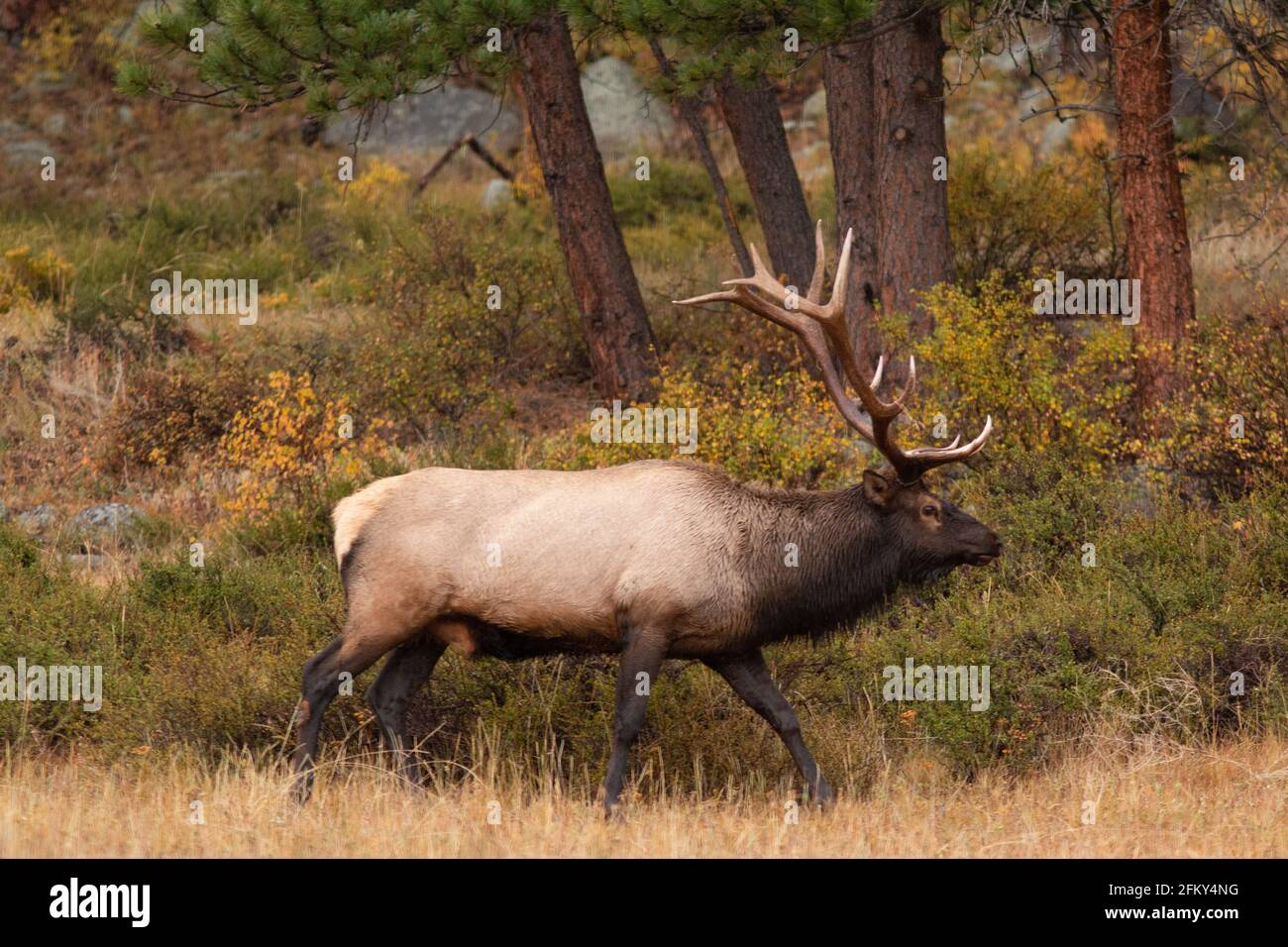 Rocky Mountain Elk Bull, Cervus canadensis, Rocky Mountain National Park, Colorado, rut season, forest environment Stock Photo