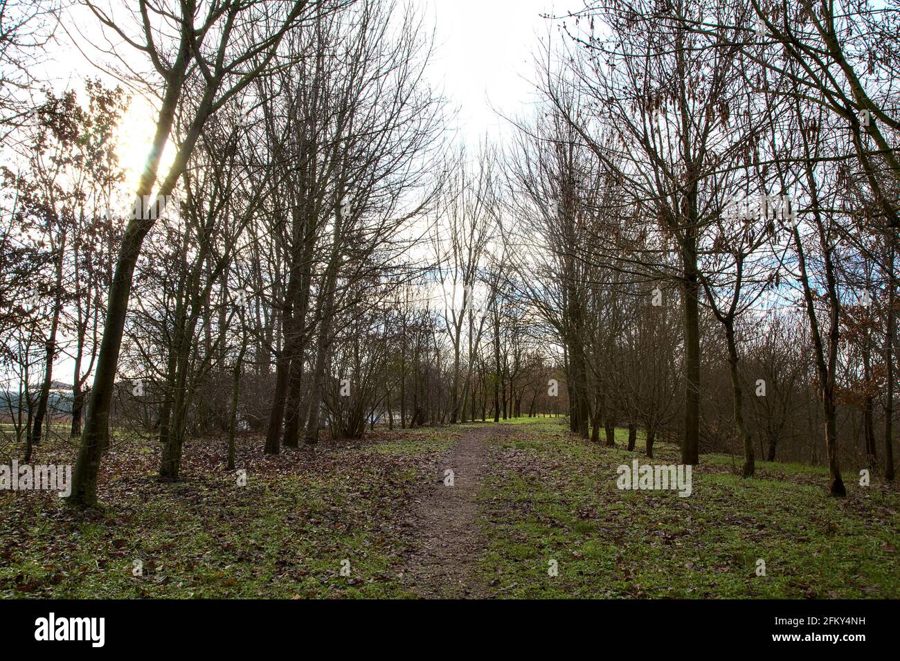 Path in grove in the italian countryside in winter Stock Photo
