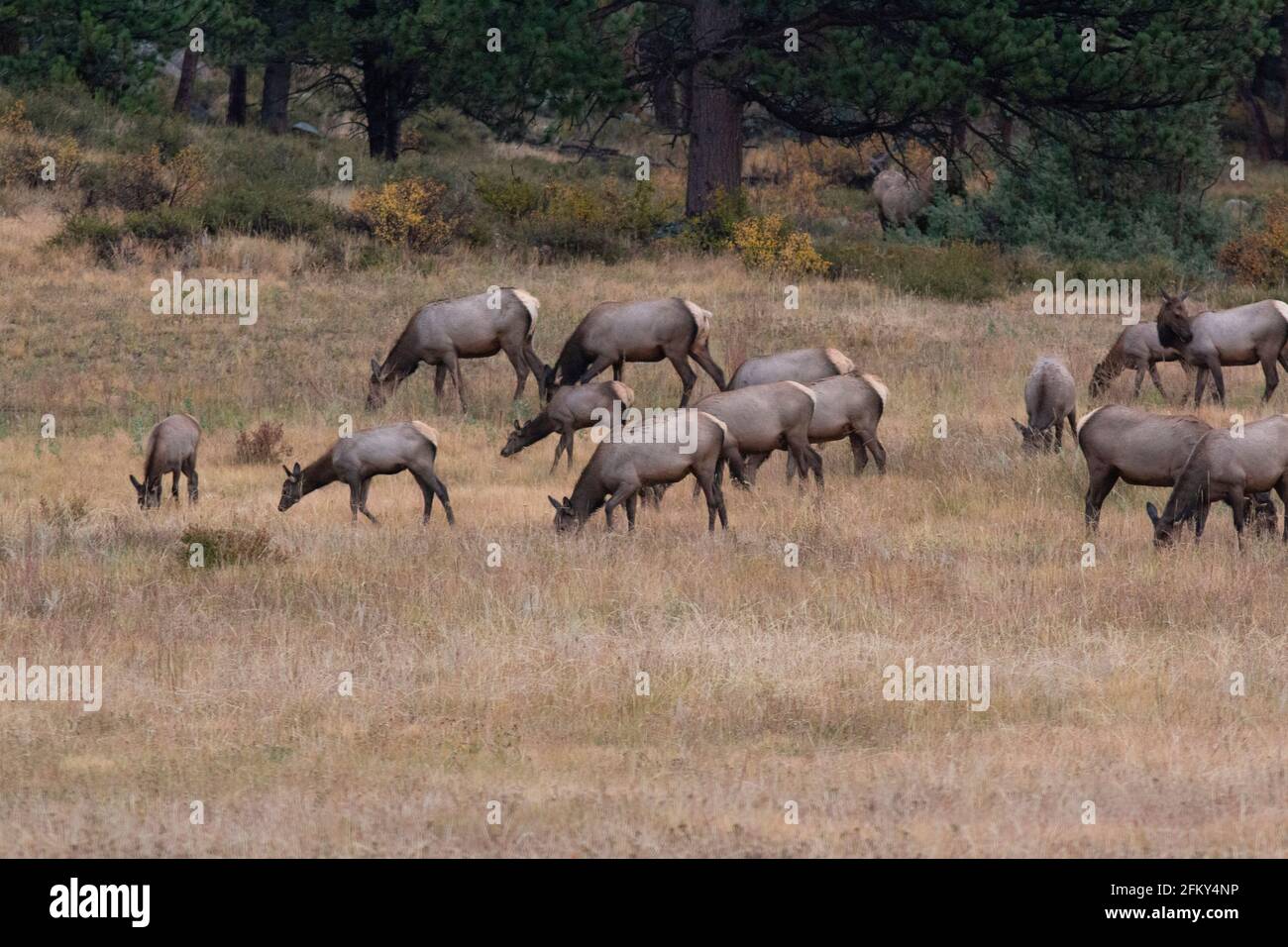 Rocky Mountain Elk Cow and Calf Herd Feeding in Grassy Meadow, Cervus canadensis, Rocky Mountain National Park, Colorado Stock Photo