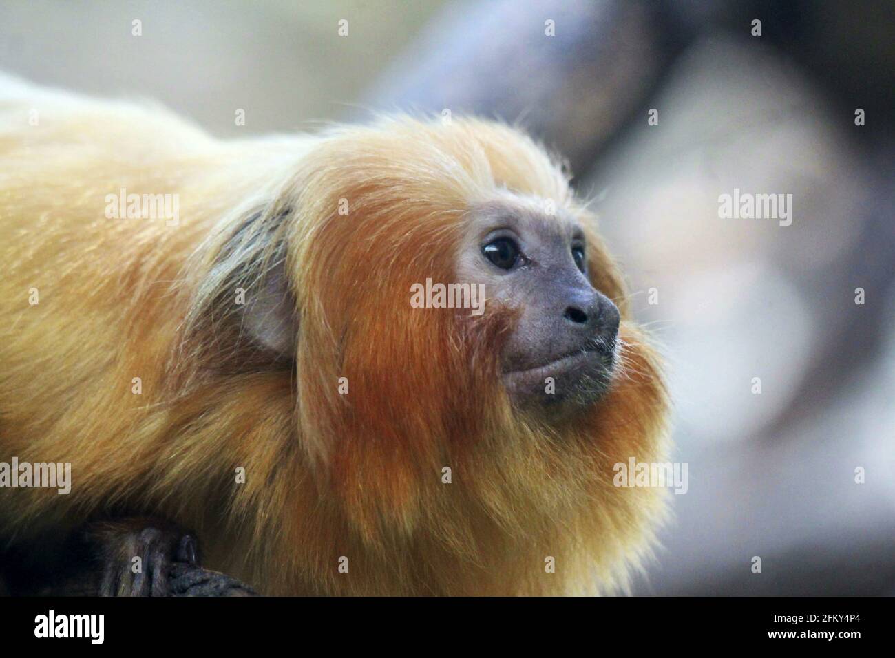 Golden lion tamarin, Leontopithecus rosalia also known as the golden marmoset. Native to the coastal forests of Brazil. Endangered species Stock Photo