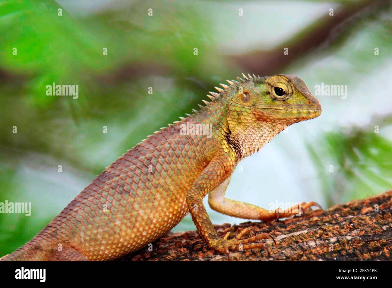 Oriental garden lizard, eastern garden lizard, bloodsucker or changeable lizard, Calotes versicolor, Vashi, Mumbai, India Stock Photo