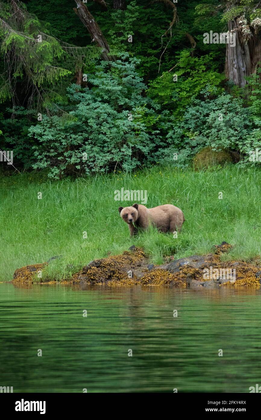 Kodiak Brown Bear feeds on coastal grass, Ursus middendorfii, Misty Fjords National Monument, Inside Passage, Alaska Stock Photo