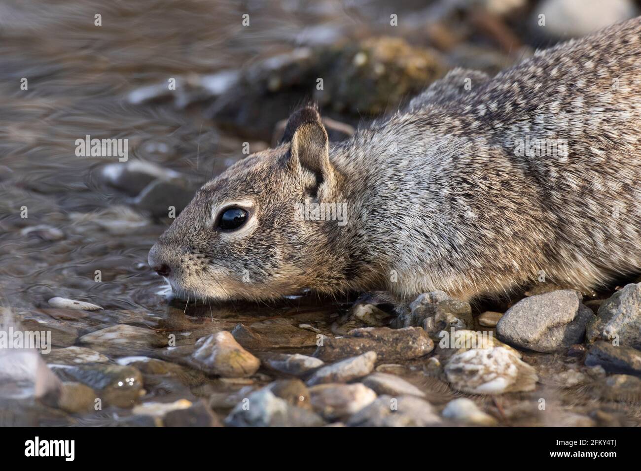 California Ground Squirrel Drinking, Citellus beecheyi, San Joaquin Valley, Merced County, California Stock Photo