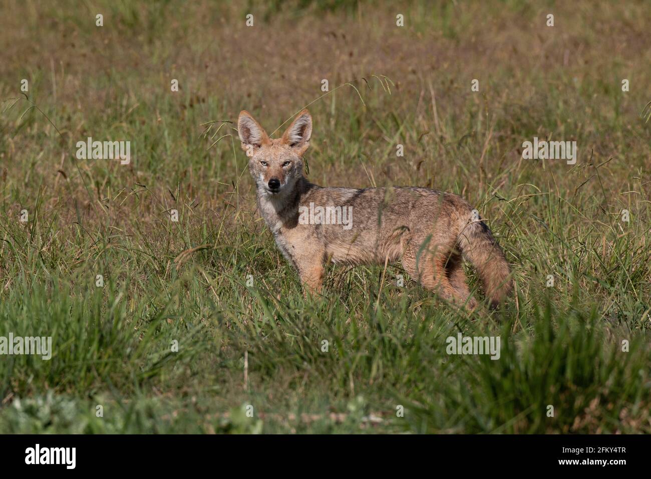 Coyote poses in grassland enviroment, Canis latrans, fur-bearing mammal, beneficial predator, San Joaquin Valley, Stanislaus County, Calfornia Stock Photo