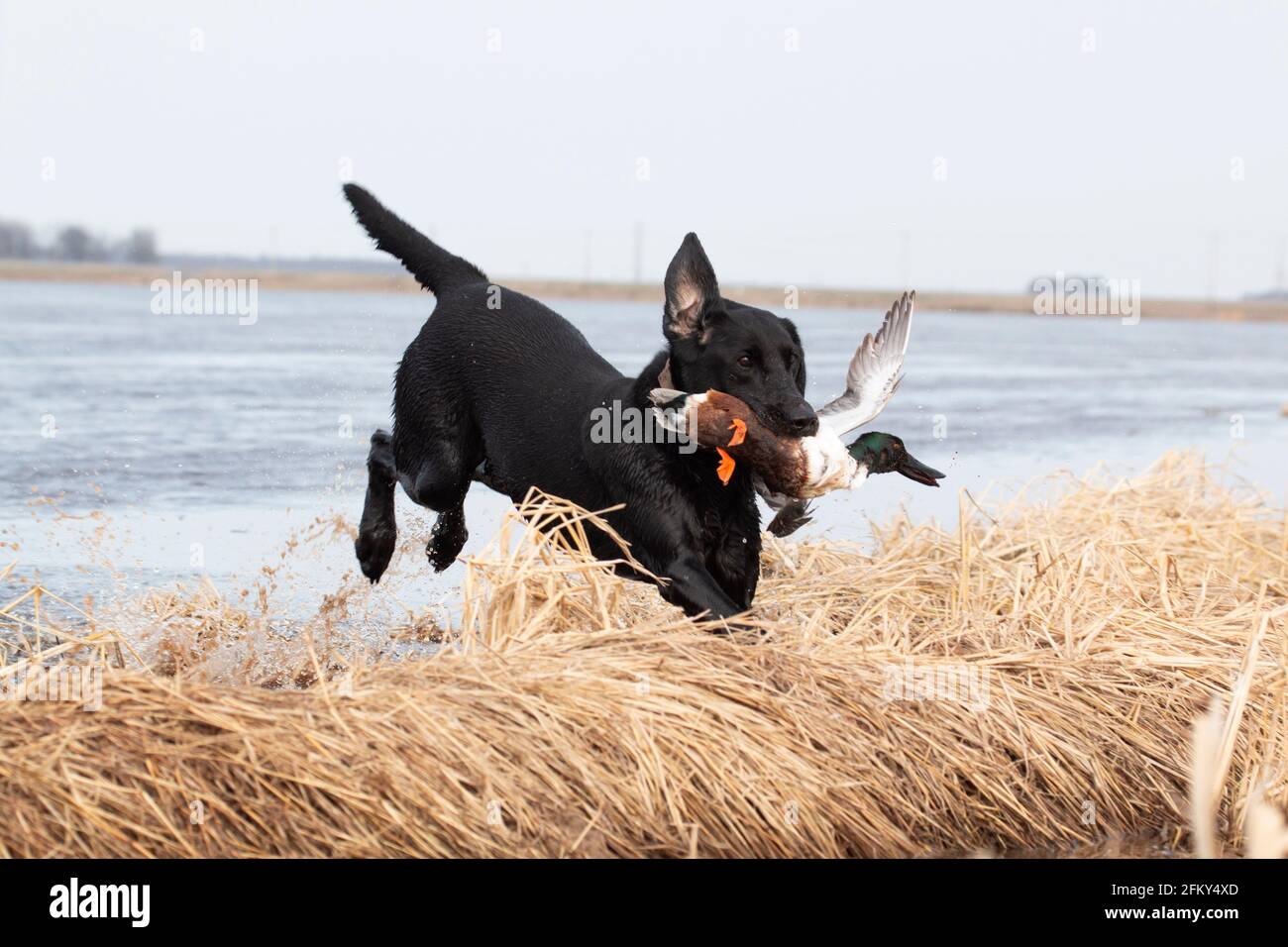 Labrador Retrieving a Northern Shoveler, Anas clypeata, private duck club, Mississippi Flyway, Poinsett County, rice, Arkansas Stock Photo