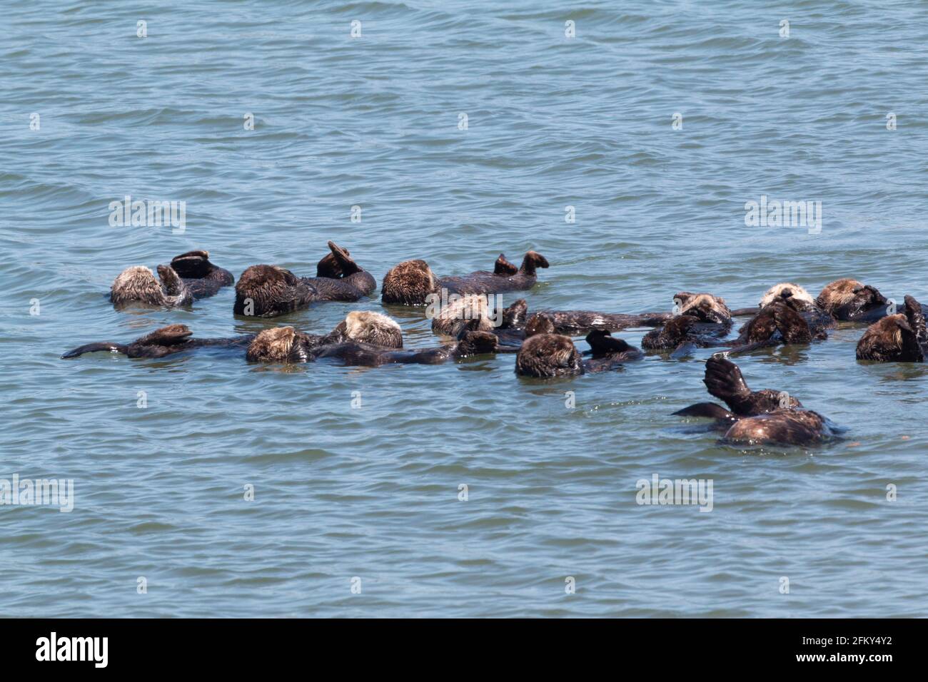 Sea Otter group float in Moss Landing Harbor, Enhydra lutris, Moss Landing, Monterey Bay, Monterey County, California Stock Photo