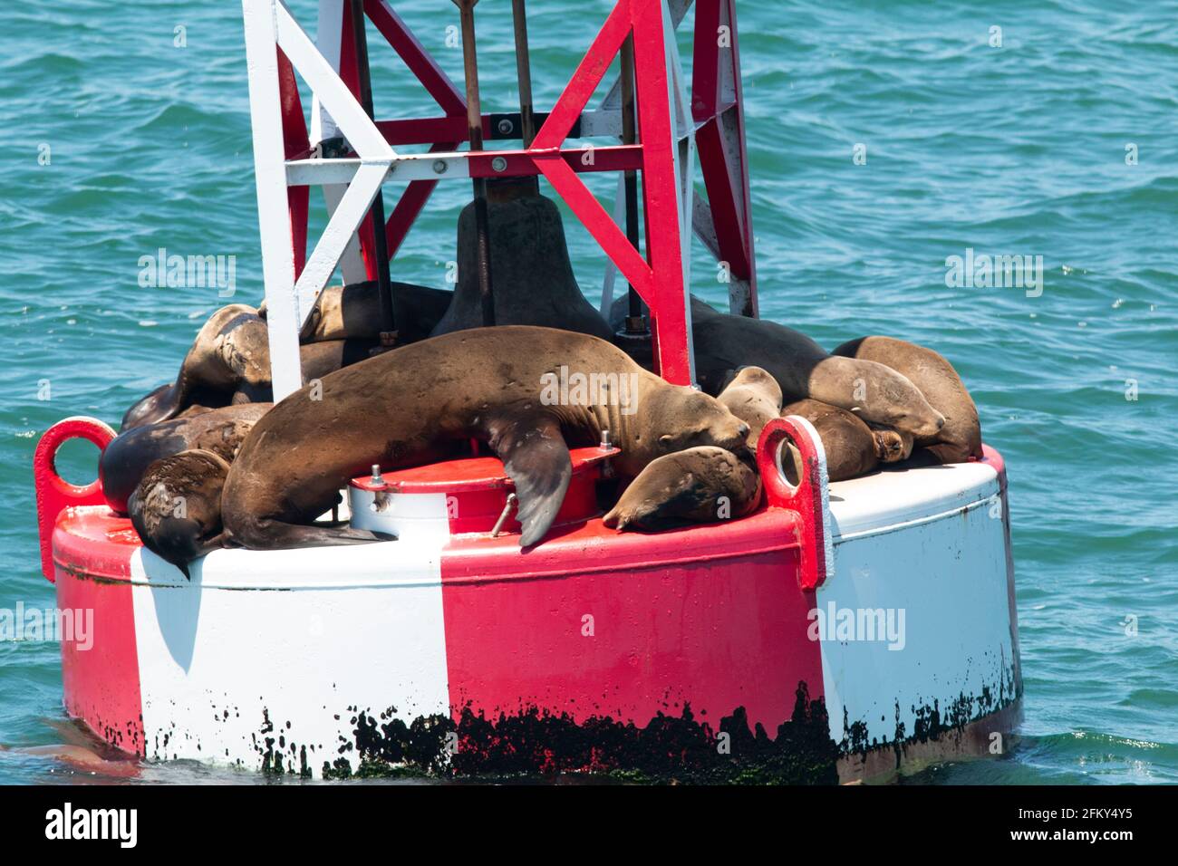 California Sea Lions, Zalophus californicus, haul-out on navigational buoy, Moss Landing channel, Monterey County, California Stock Photo