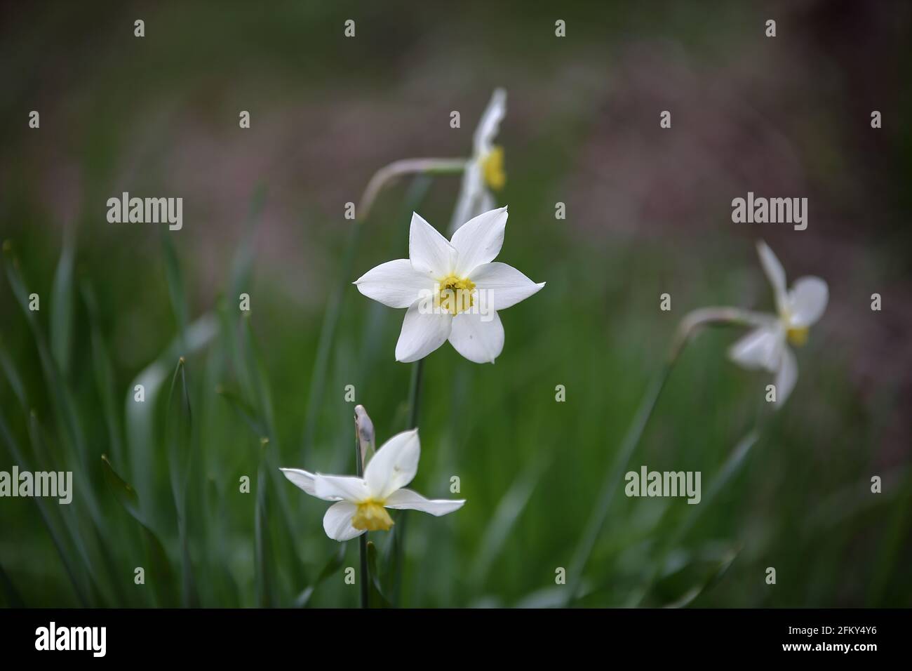 Beautiful blooming wildflwoer Narcissus in the meadow close up Stock Photo