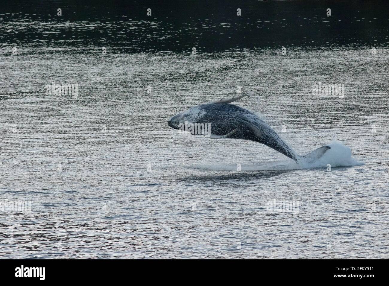 Humpback whale breaching, Megaptera novaeangliae, migratory marine mammal, Pacific Oceant, Inside Passage, Alaska, Stock Photo
