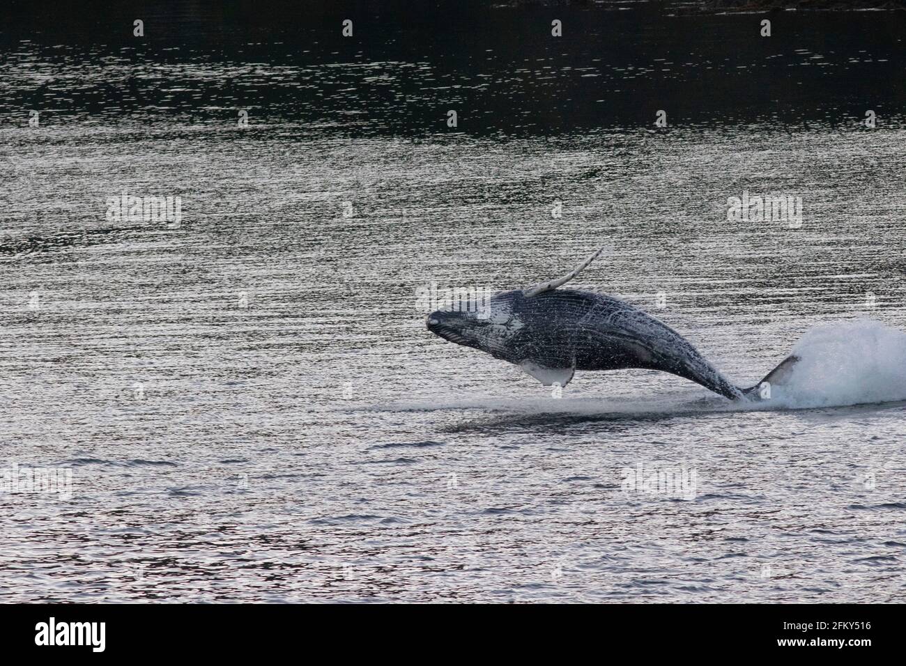 Humpback Whale Breaching, Megaptera novaeangliae, migratory marine mammal, Pacific Ocean, Inside Passage, Alaska Stock Photo