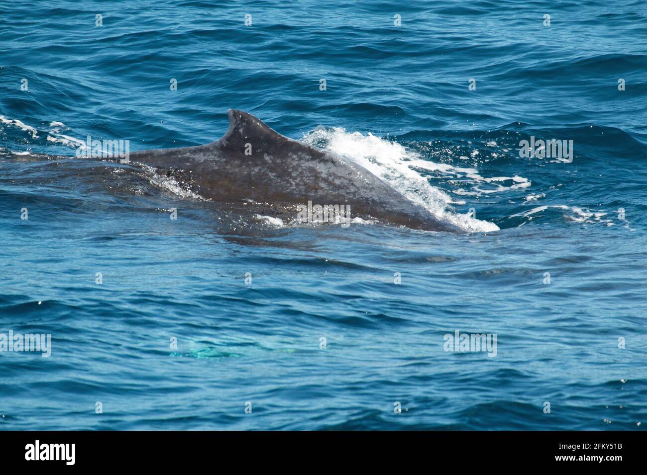 Blue Whale, Sibbaldus musculus, Monterey Bay, Pacific Ocean, Central Coast, California Stock Photo